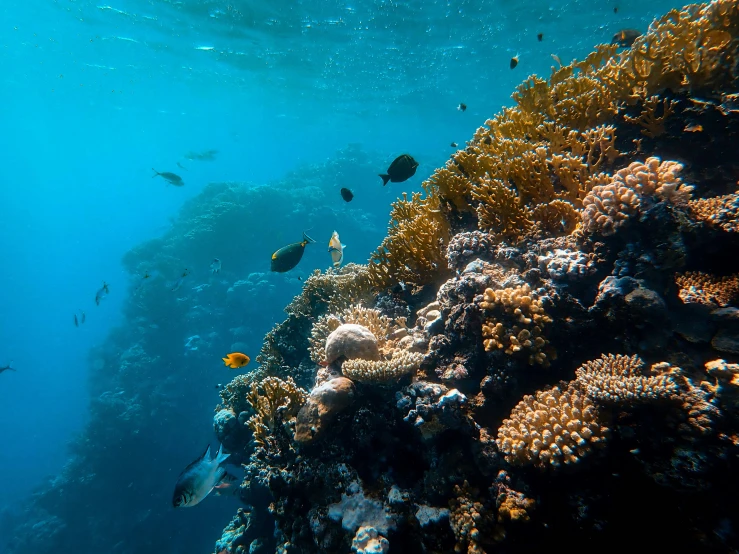 an underwater view of coral reef and marine life