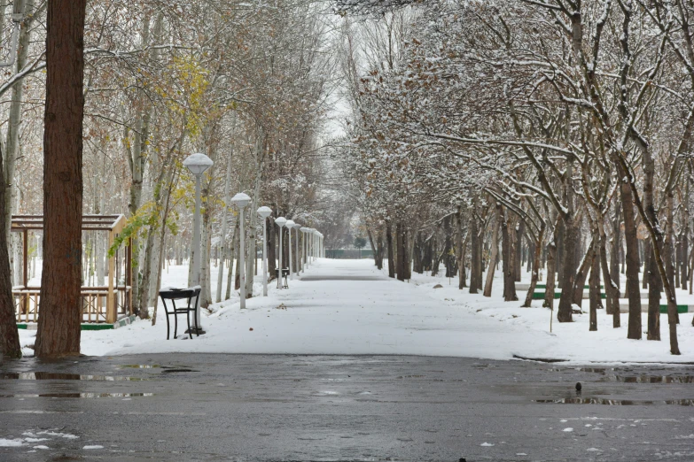 a snowy pathway with snow on the ground and trees