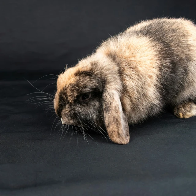 a fluffy little rabbit sitting on top of a table