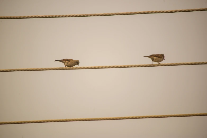 two little birds that are sitting on a rope