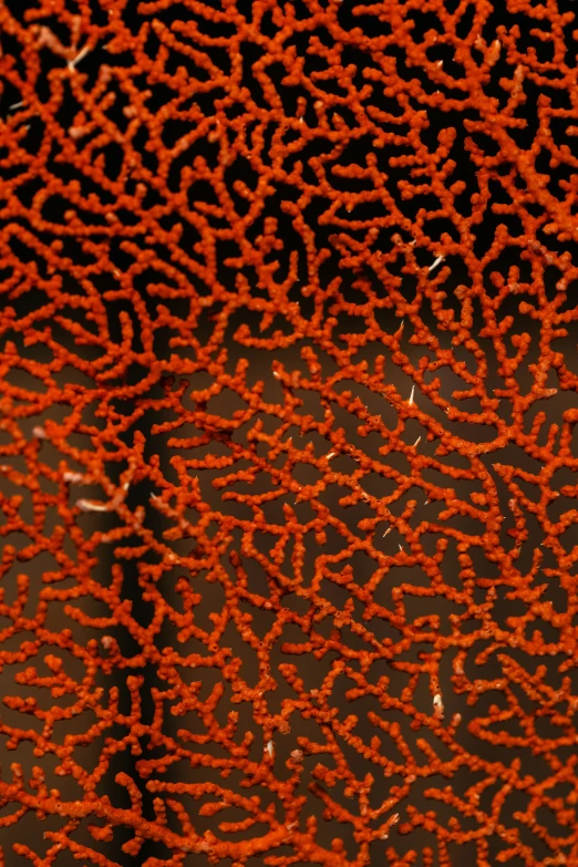 red abstract seaweed pattern on a rock surface