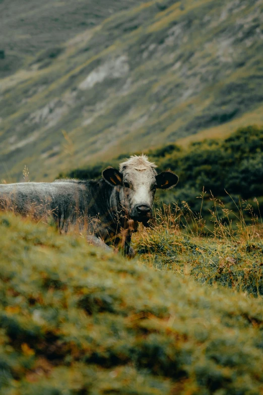 a cow is sitting on a grassy hillside