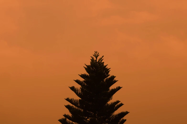 an airplane flying in the sky, with trees