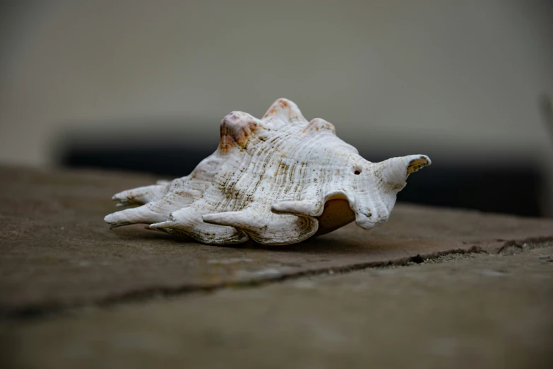 the seashell is white and is resting on the ground