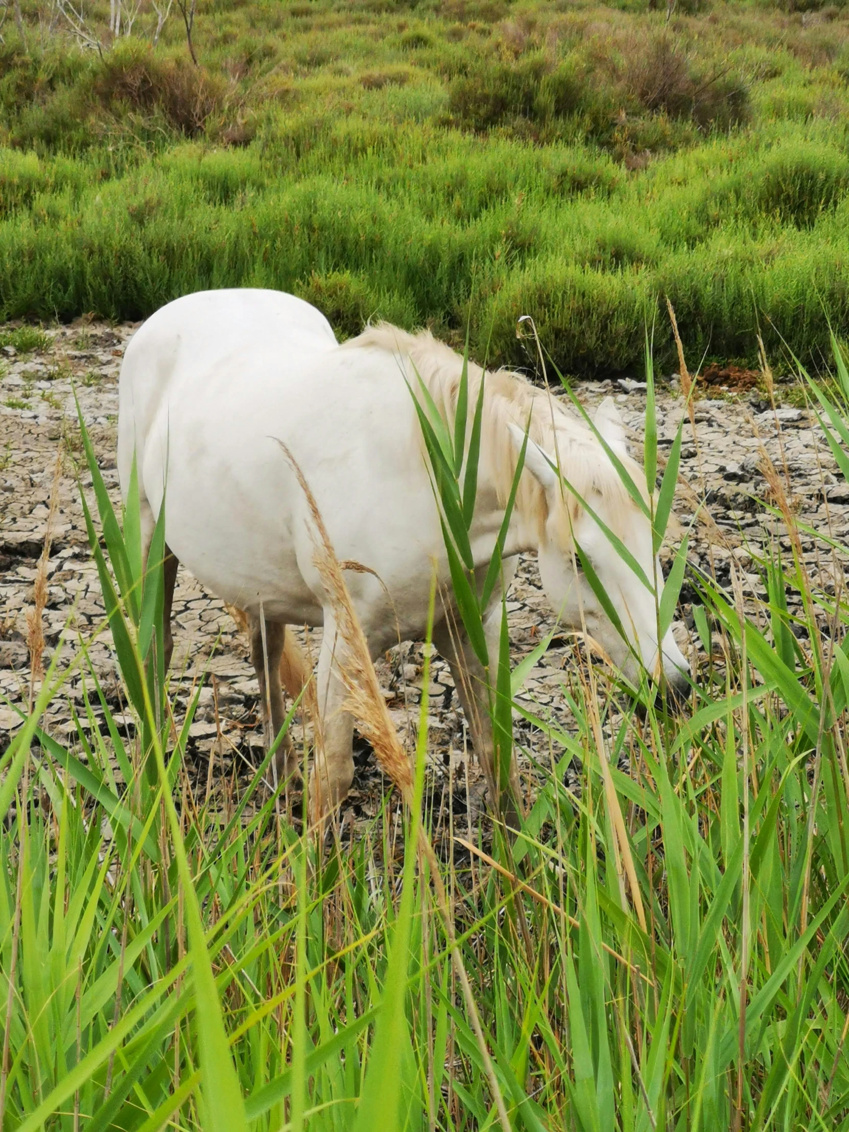white horse with head down eating grass on the river bank