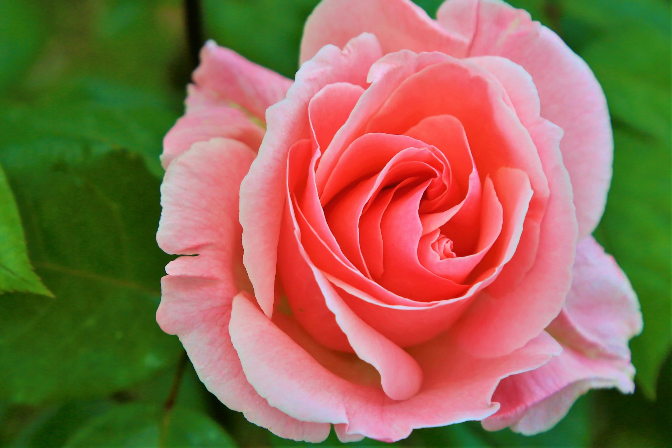 the large pink flower is blooming in the forest