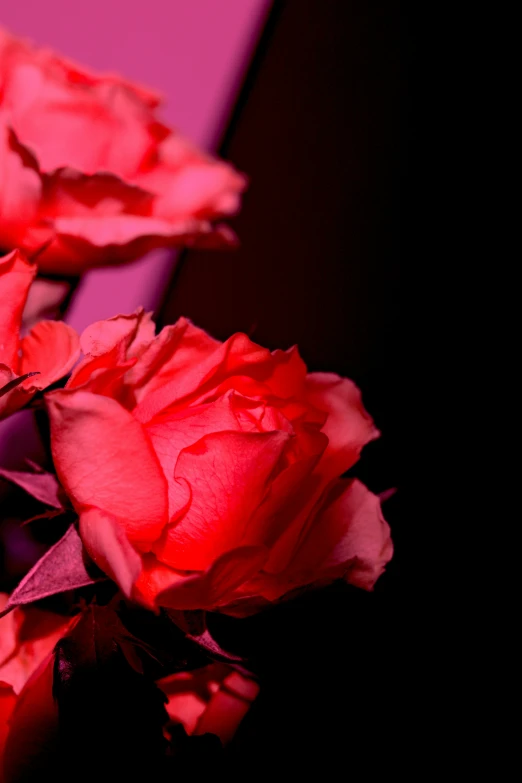 red roses in pink and purple vase against a pink background