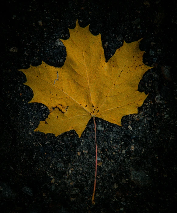 a single leaf rests on the dark surface