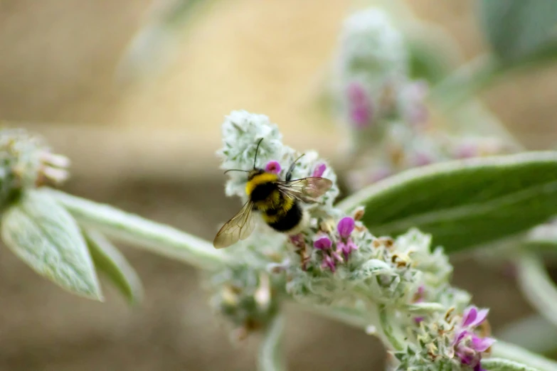 a bee is sitting on the tip of a plant