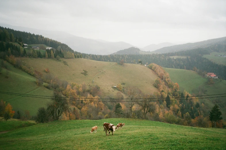 two animals that are standing in the grass