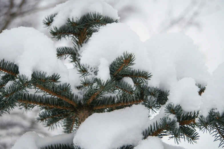 the pine tree needles are covered with snow