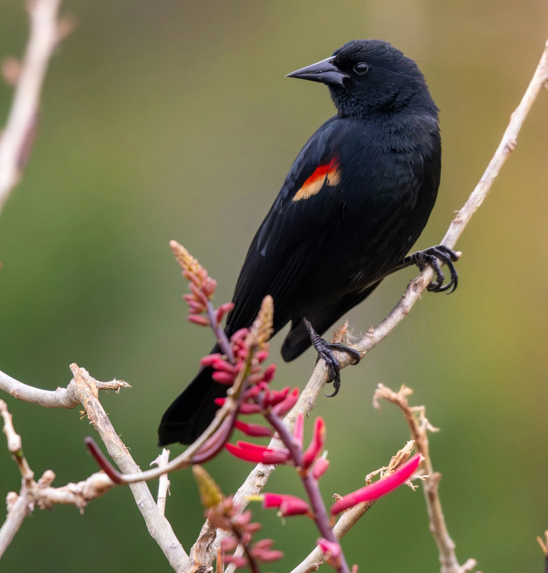 a black bird sitting on top of a red and white flower