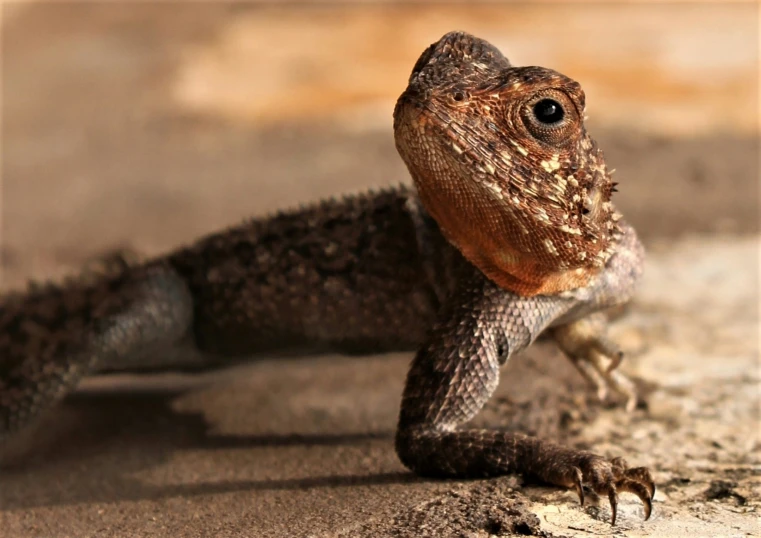 the small lizard has very big eyes