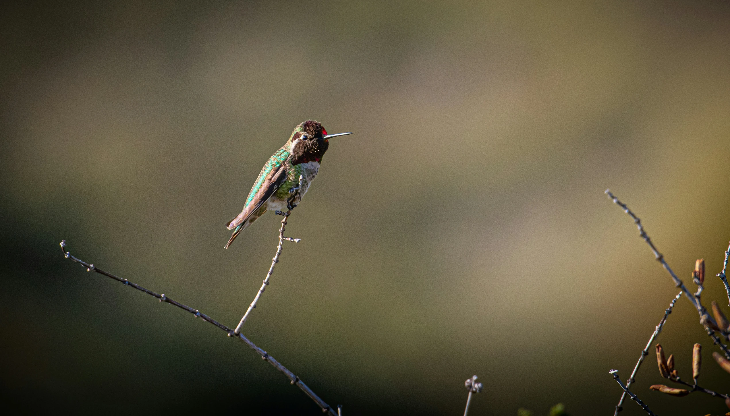 a bird with a colorful head on a nch