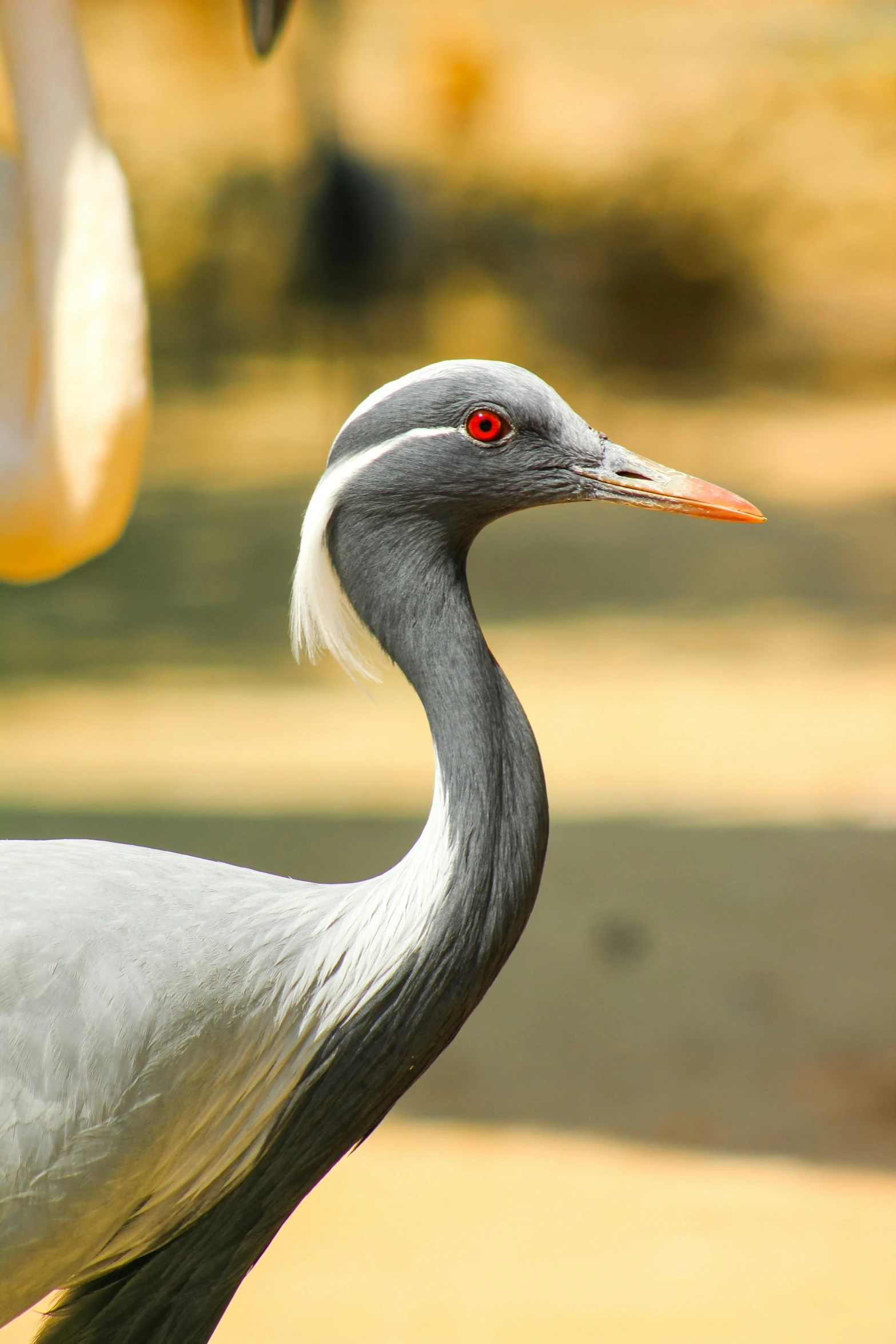 a bird with an orange eye staring straight ahead