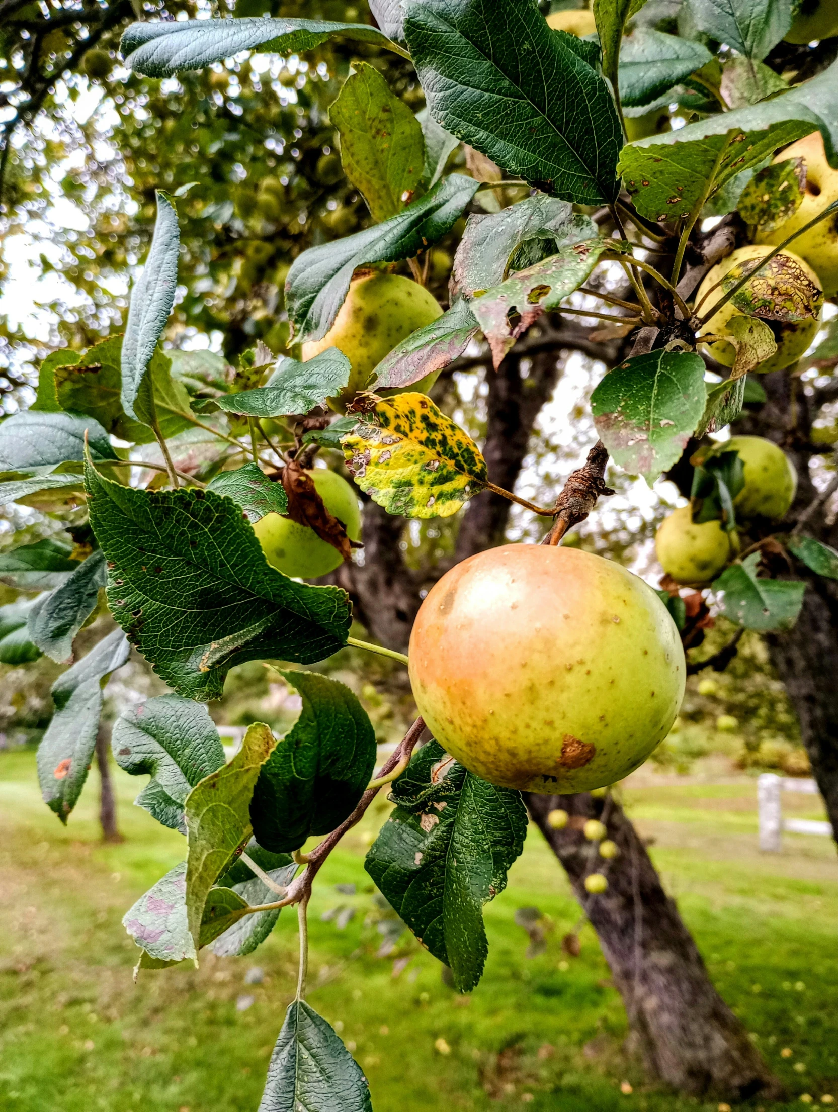 a ripe green apple on a tree nch