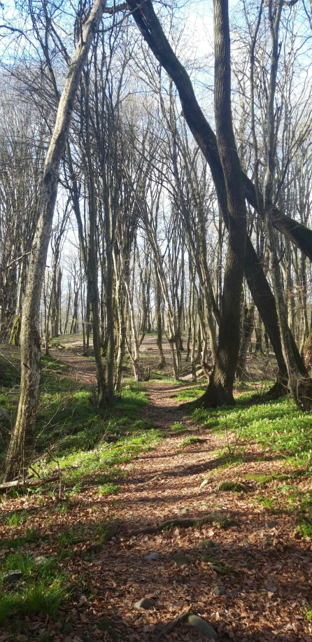 the trail is surrounded by trees in the wild