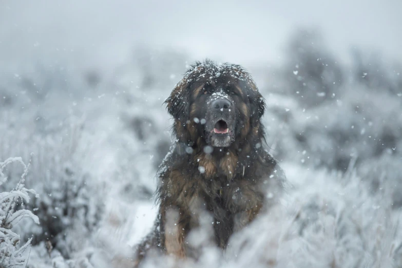 a dog with his mouth wide open in the snow