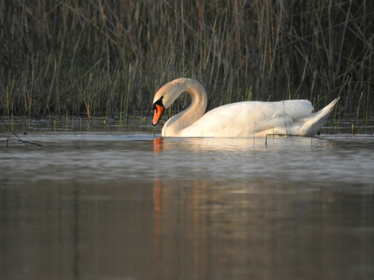 a white swan floating in the water with its orange beak