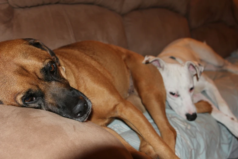 a pair of brown dogs relaxing on a couch