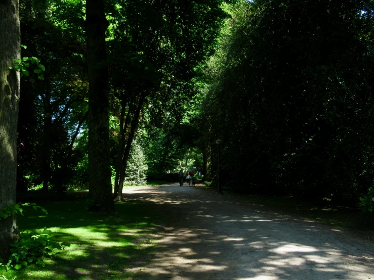 a narrow tree lined road in the woods