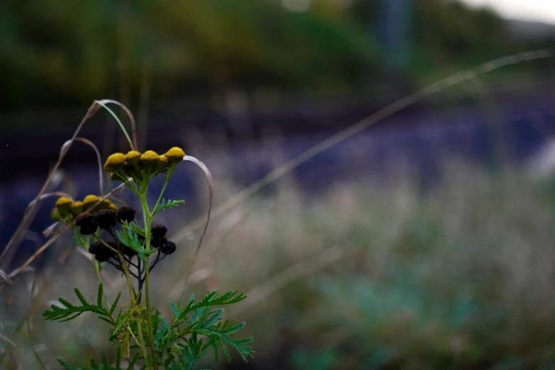 there are plants with yellow flowers in front of them