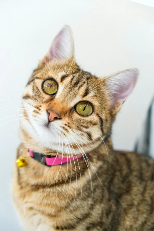 a small cat looking up with its pink collar