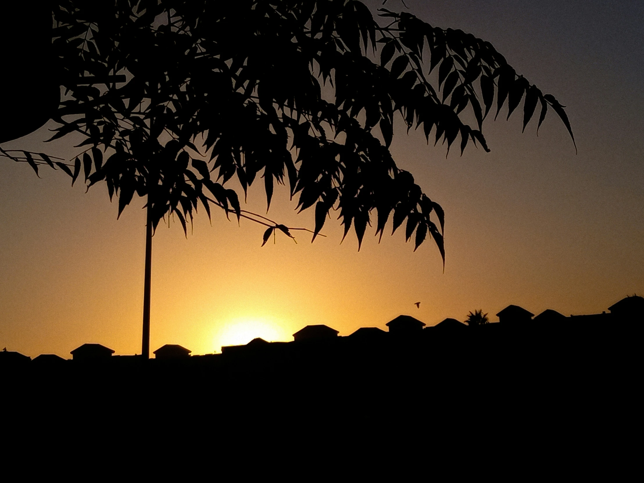 a sunset on a hillside with a tree