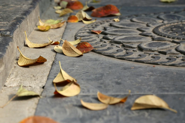 yellow leaves lying on the cement with a grate in the background