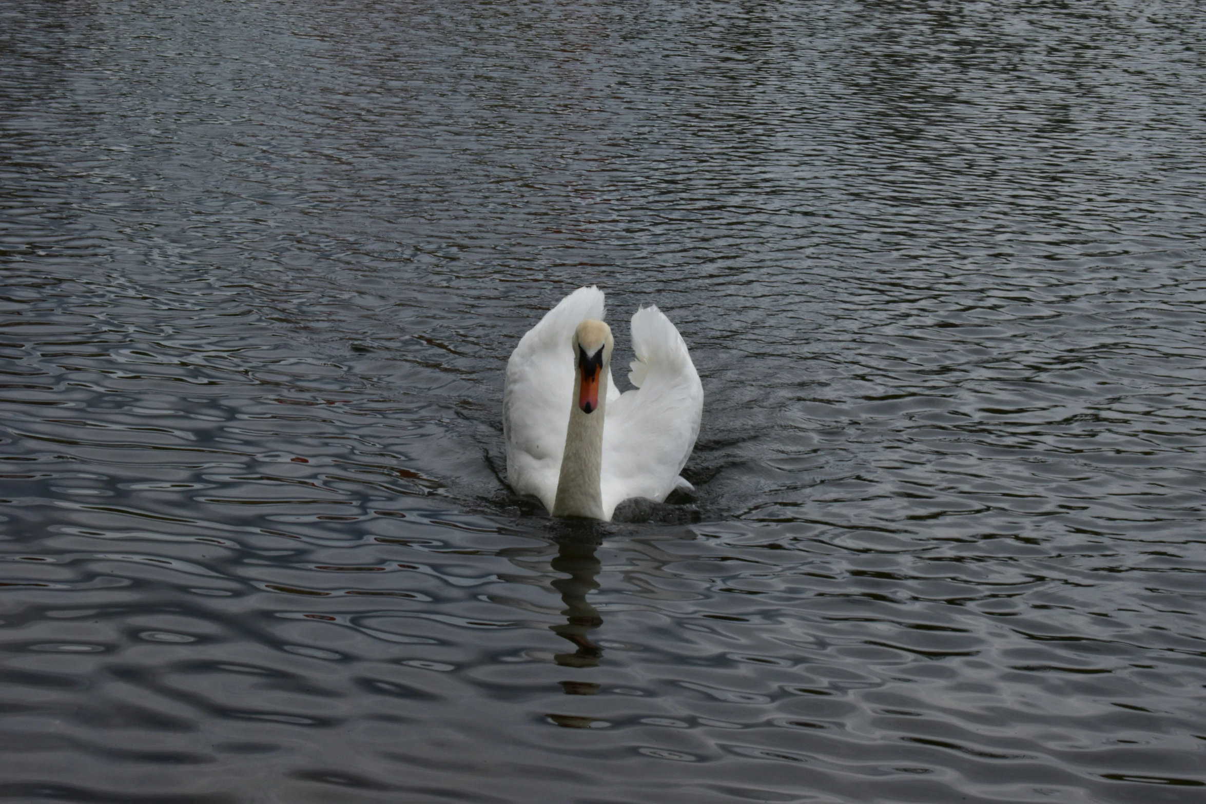 the white bird is swimming very close to the water