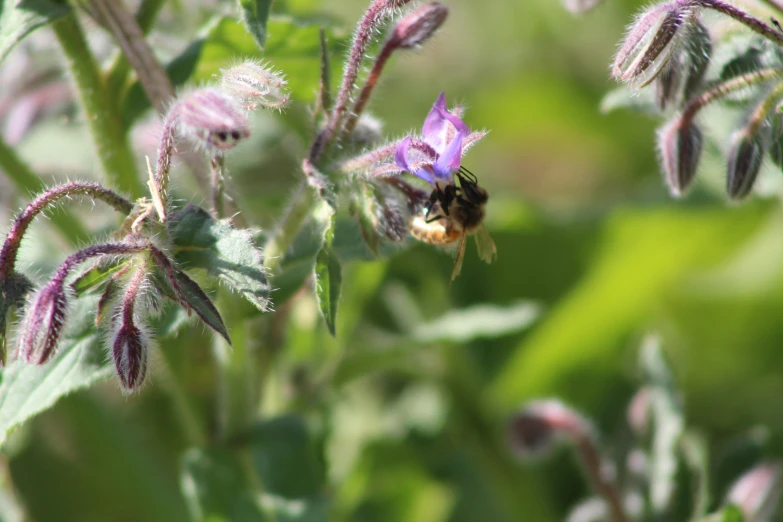 purple flowers with leaves and a bee inside