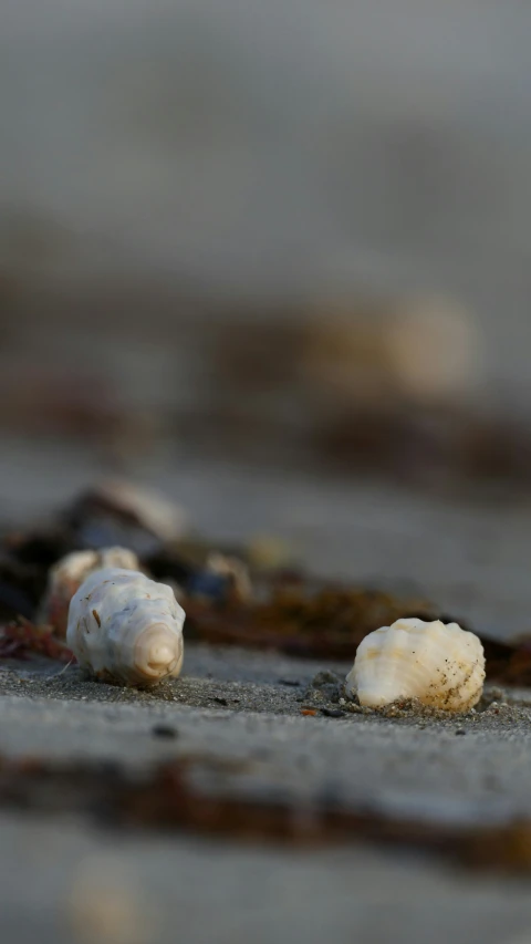 two seashells sitting on concrete next to each other