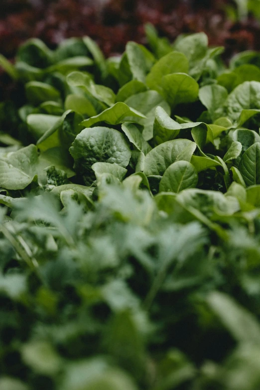 a close up of many small green leaves