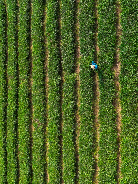 blue tractor in the middle of a field with a person laying in it