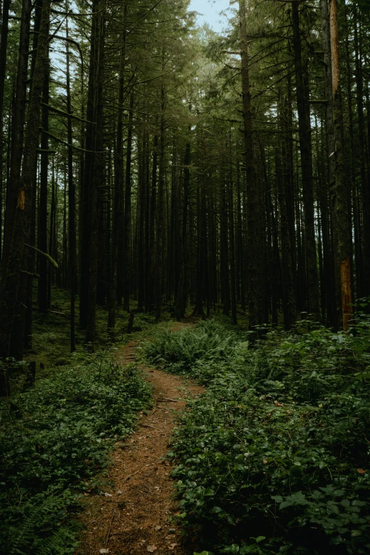 a dirt path in a dense forest with tall trees