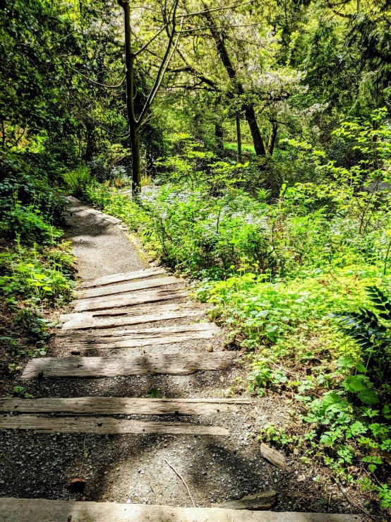 a path through the woods leading to the forest