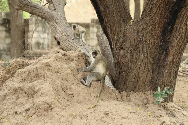 two monkeys climbing up the side of a tree