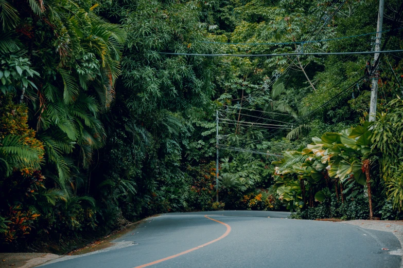 an empty road that is winding through a lush green forest