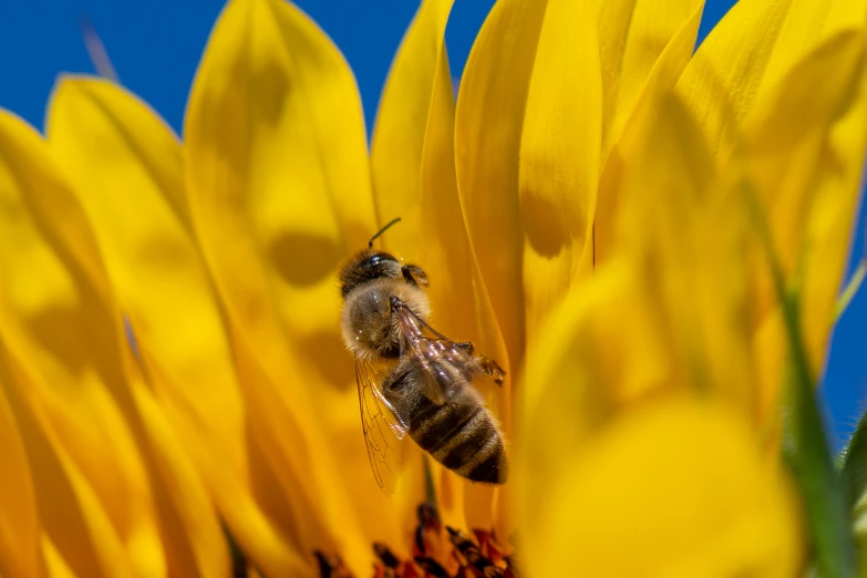 a bee is on a sunflower with its pollen