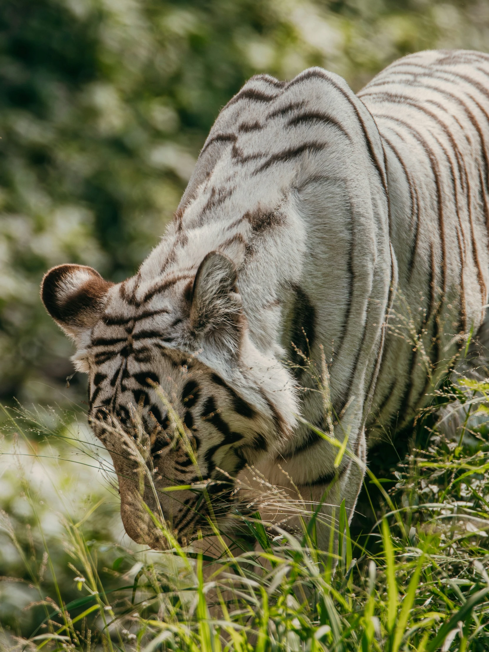 white tiger eating soing in the grass