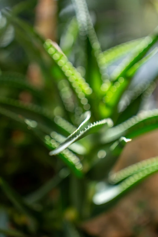 the leaves of an evergreen have water droplets on them