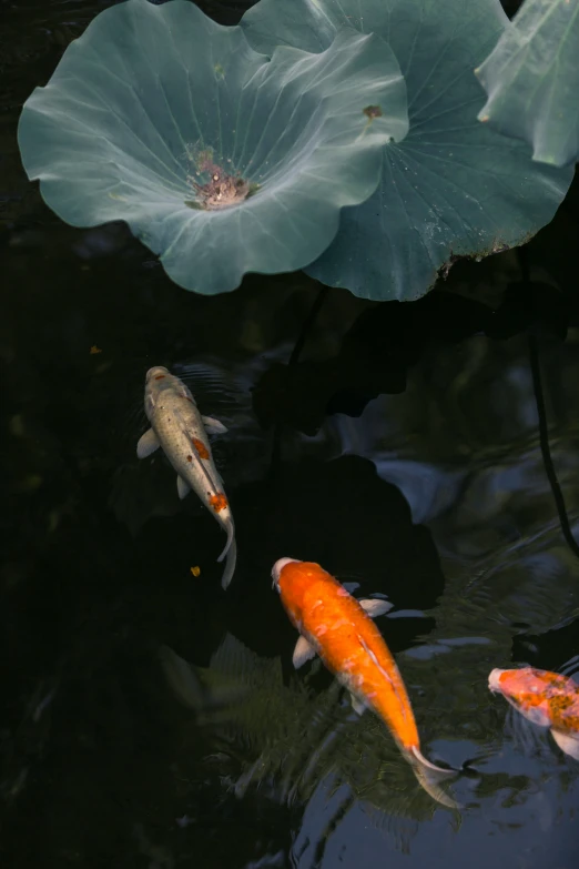 some fish swimming in the water near a large flower