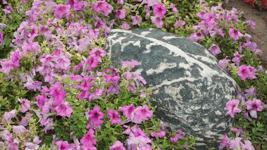large rock surrounded by lots of colorful flowers