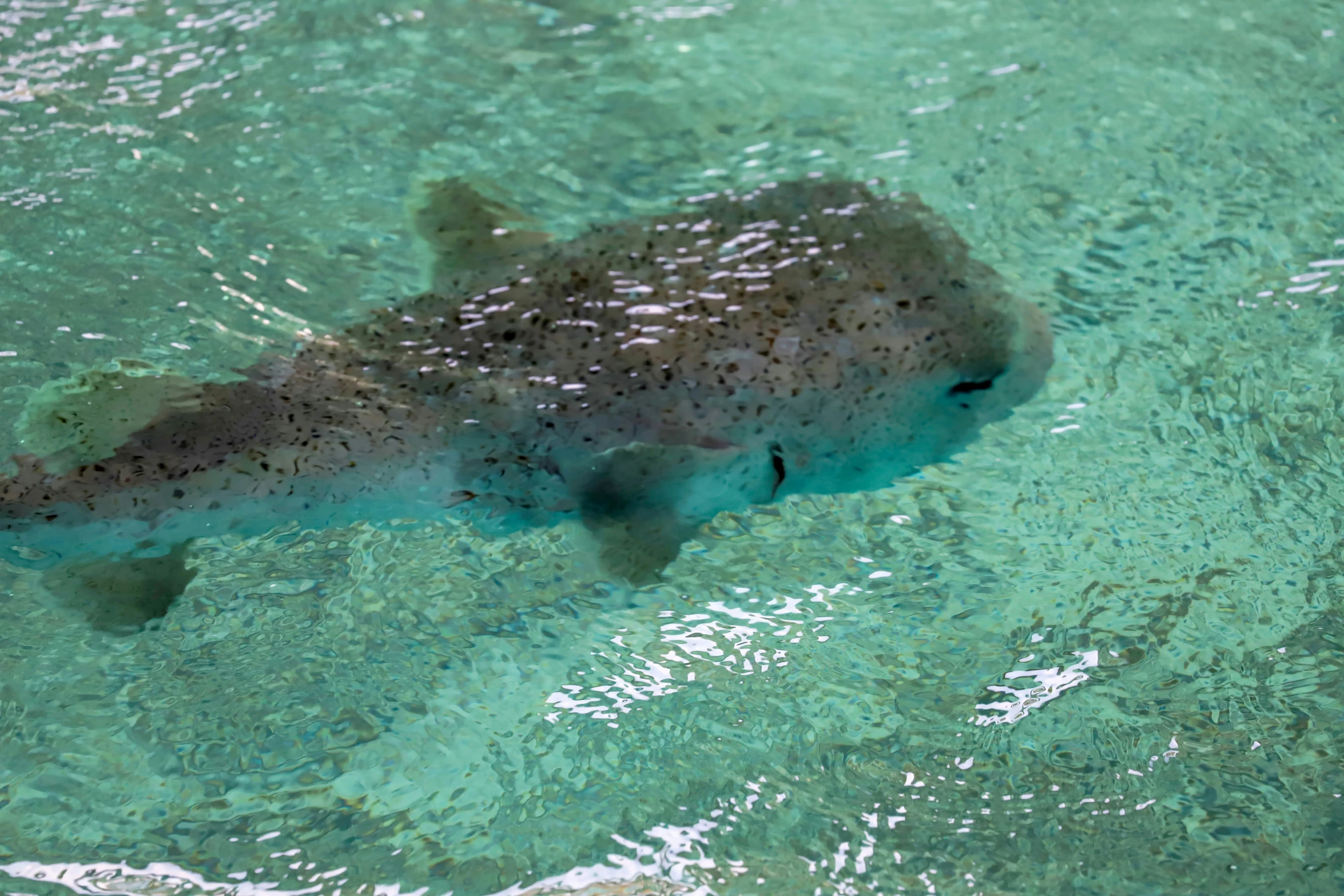 a gray animal floating in clear water near a shore