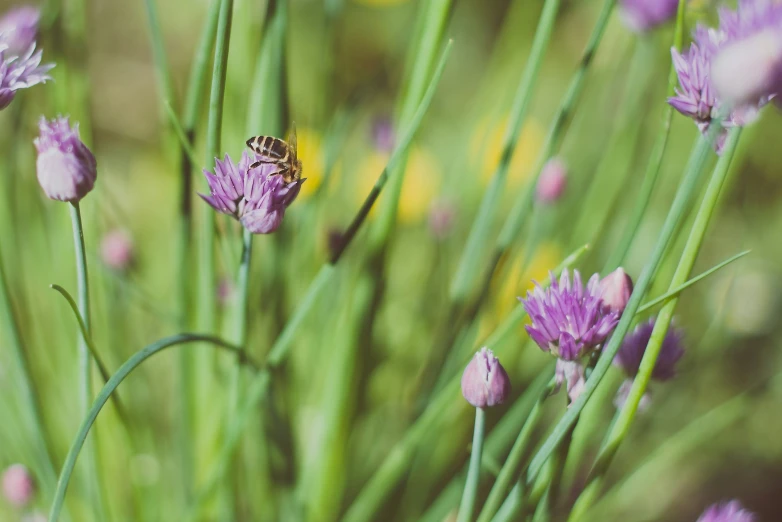 a bee is perched on a purple flower