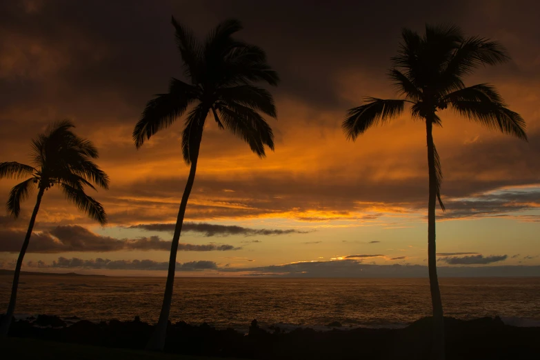 trees against a colorful sunset with the ocean in the background