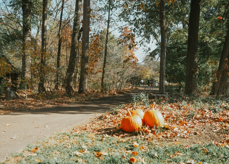 an orange pumpkin on the grass near a path