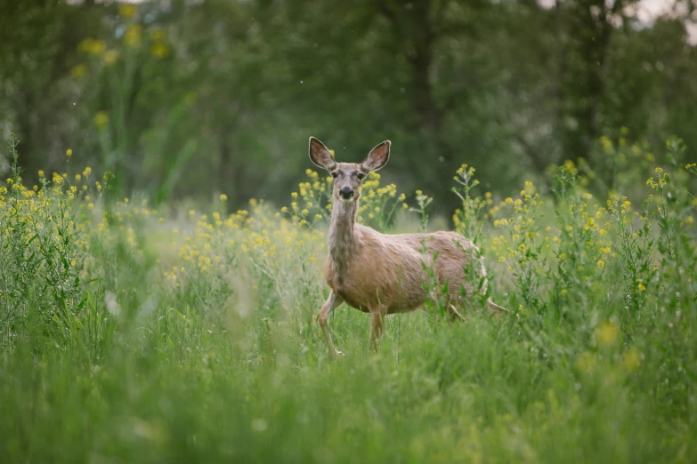 a deer looks alert while standing in the green grass