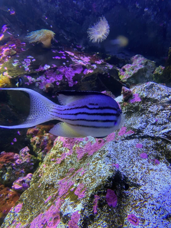 a blue and white fish laying on a coral