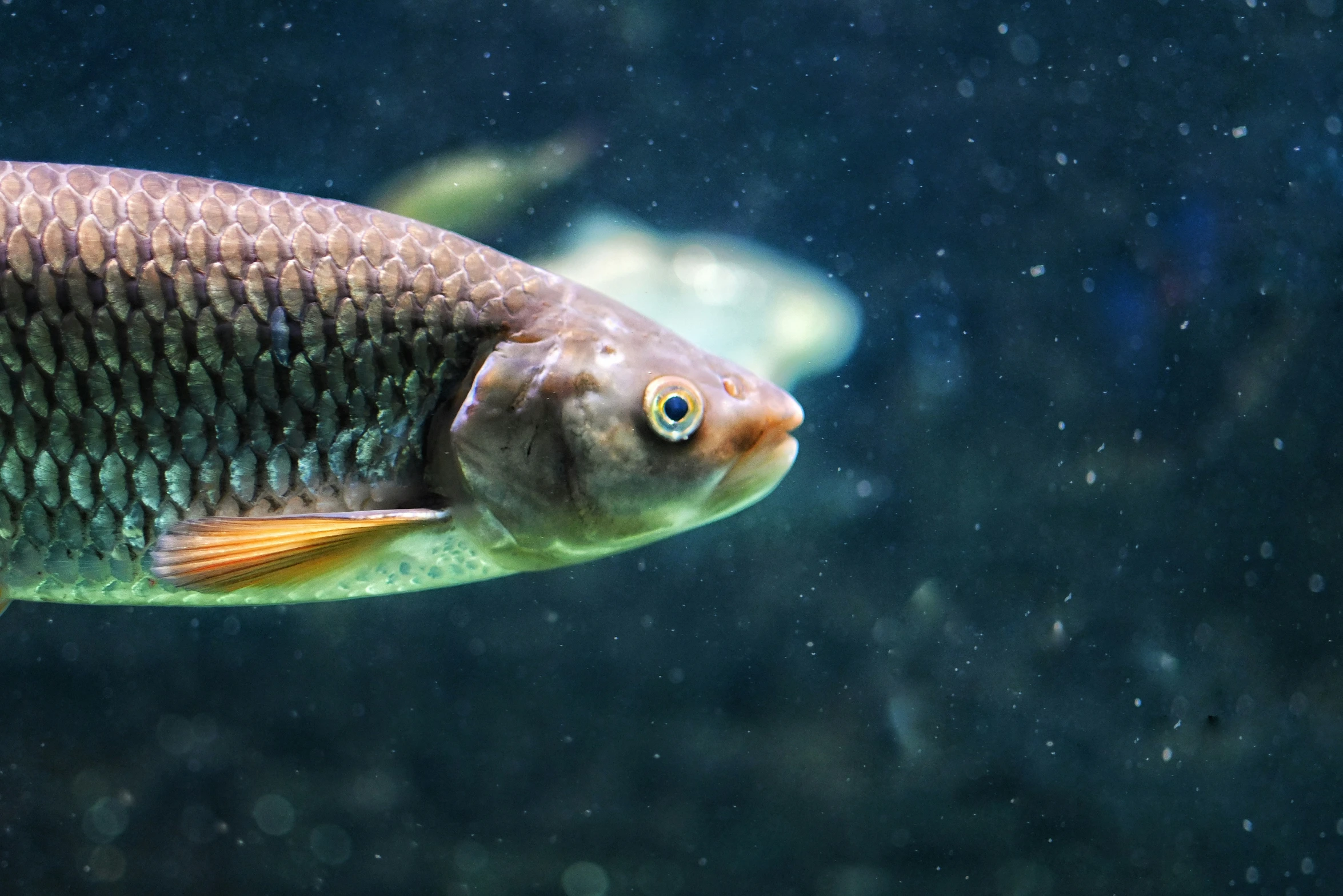 a fish with some brown lines on its face in the water